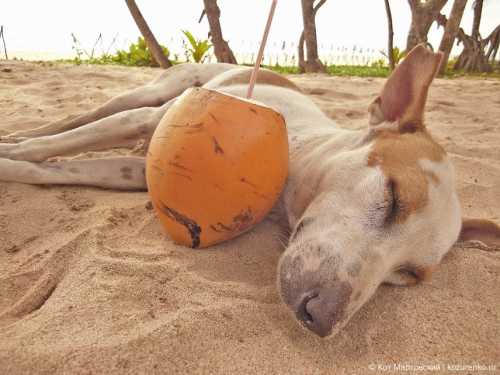 собака впервые увидела младенца и удивила хозяев своим поступком видео собака впервые увидела младенца и удивила хозяев своим поступком видео