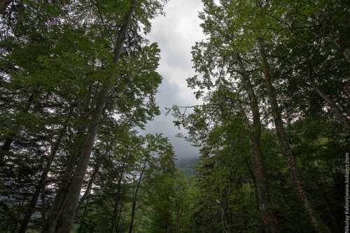отчет о празднике сока стив павлина