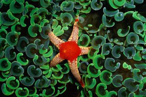 обитатели нижнего мира