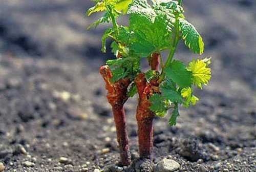 отек лица: возможные причины и методы лечения