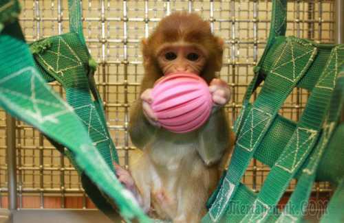 рост в психологии