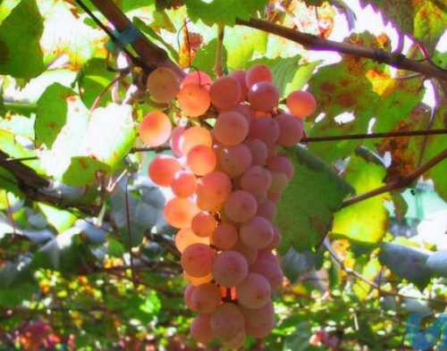 как вырастить зеленый лук дома на подоконнике из семян