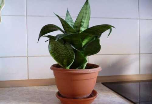 уход за орхидеями в горшке уход за орхидеями в горшке