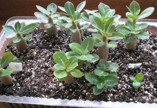 молодые в нетолерантном мире: что могут сделать библиотеки молодые в нетолерантном мире: что могут сделать библиотеки