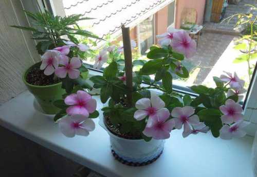 уход за хризантемой в горшке в домашних условиях: правила, советы