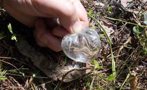 разведение и содержание цесарки в домашних условиях для начинающих: видео