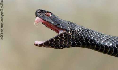 укусила кошка, опухла рука или палец у ребенка, беременной женщины