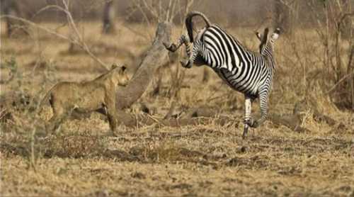 4 врага неправильных решений