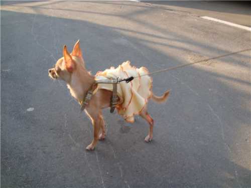 пироплазмоз собак бабезиоз собак: симптомы, диагностика, лечение, профилактика пироплазмоз собак бабезиоз собак: симптомы, диагностика, лечение, профилактика